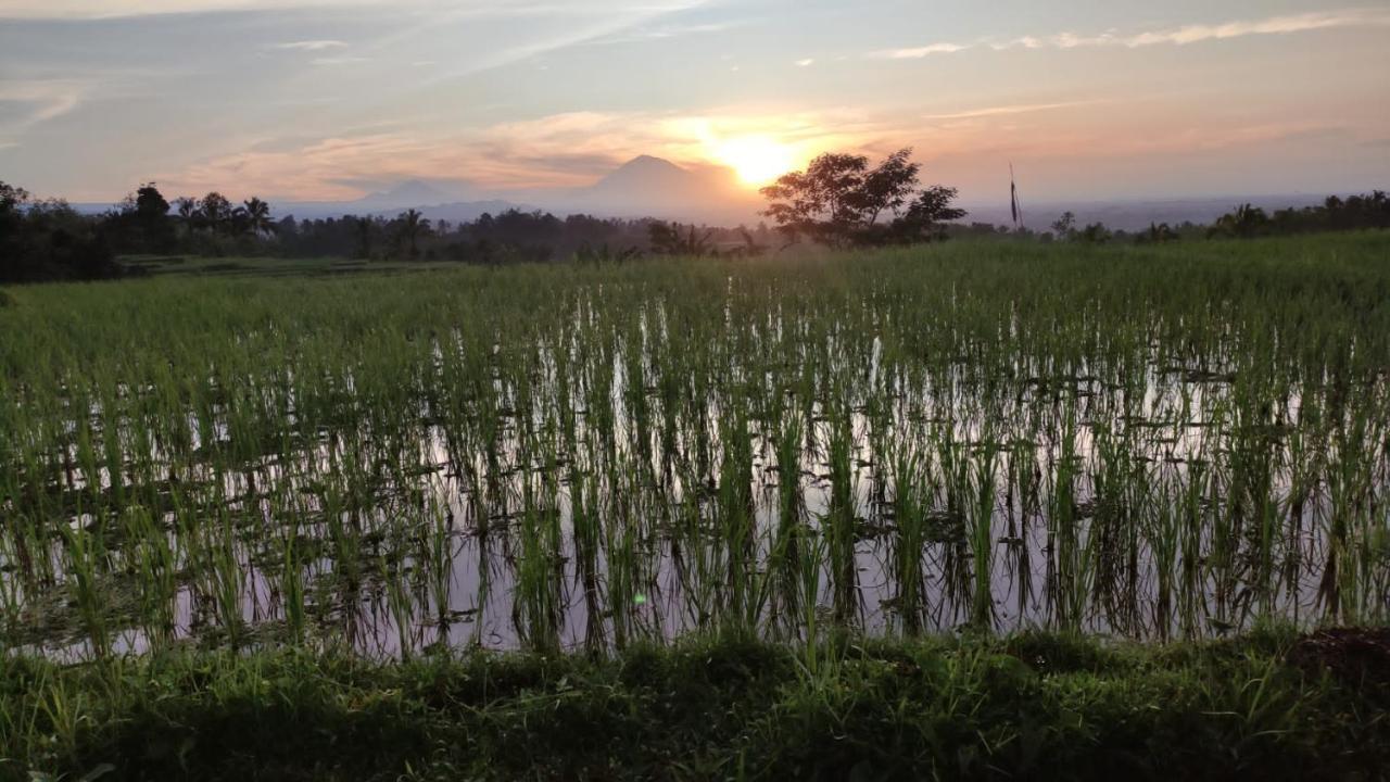 Tegal Jero Homestay Jatiluwih Bagian luar foto
